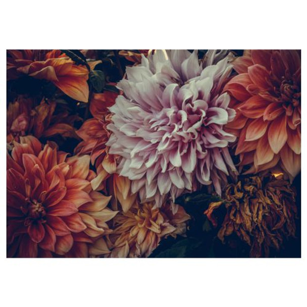 PLACEML90 Pack 24 Disposable Placemats - Dahlia