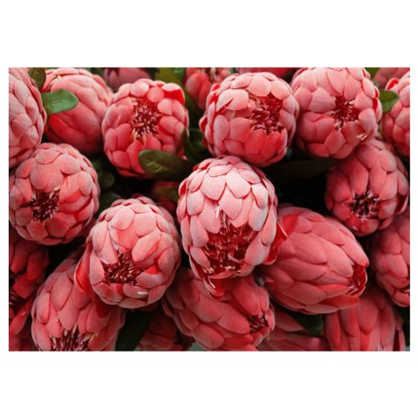 PVCPPROTEA4 PVC Placemat - Proteas