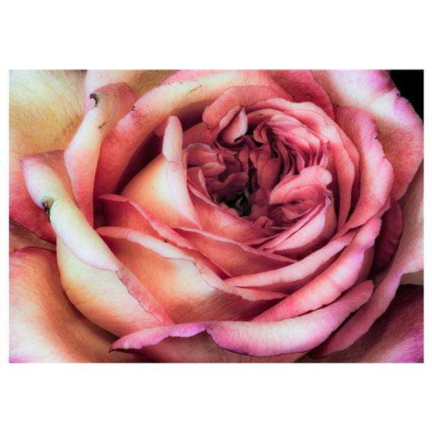 PVCPROSE05 PVC Table Placemat - Close Up Rose