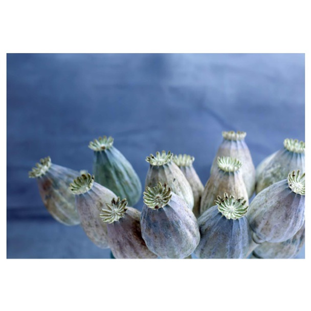 PVCPDRIED2 PVC Placemat - Blue Dried Poppy Heads