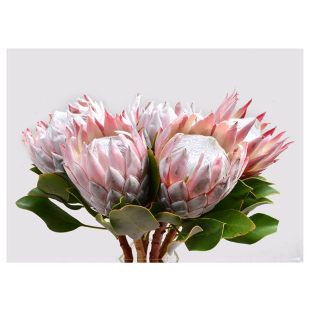 PLACEML187 Disposable Placemat - 5 King Proteas