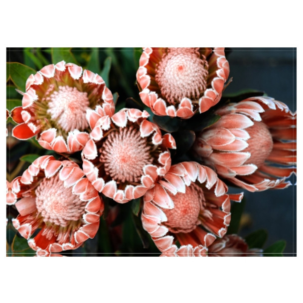 PLACEML193 Disposable Placemat - King Protea Buds