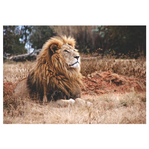 PVCPM44 PVC Placemat - Big 5 Lion