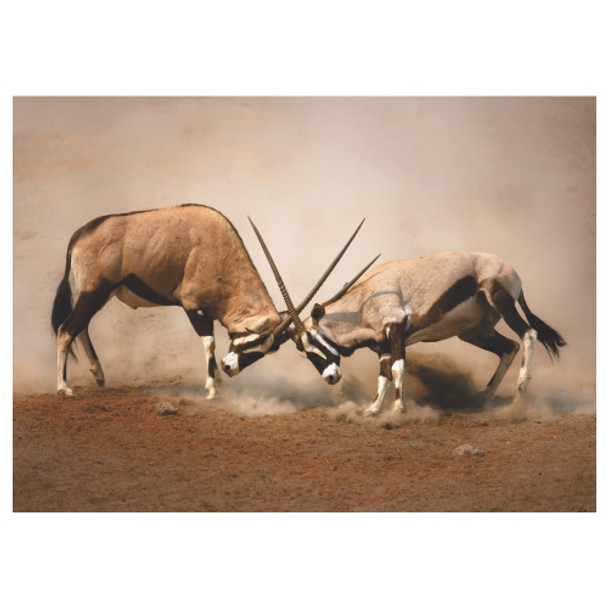 PLACEML238 Disposable Placemat - Gemsbok