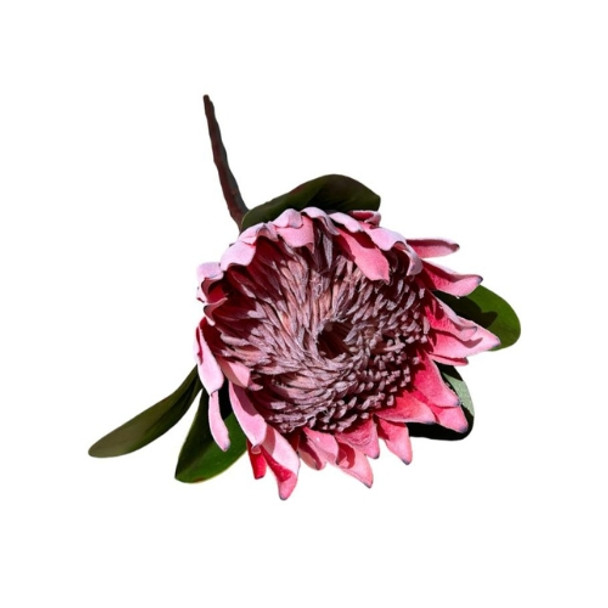 XSJ23101C Artificial Flower - Pink Protea 72cm