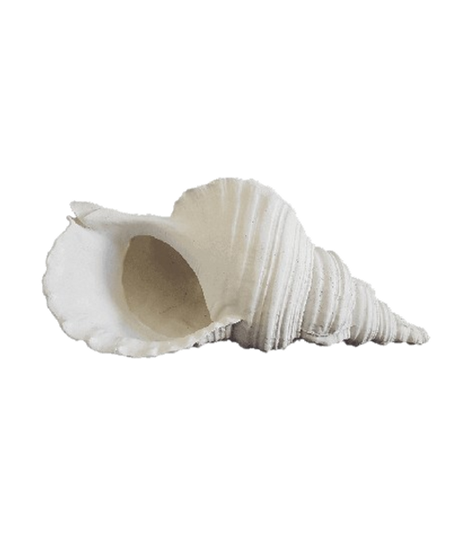 CONCH4L Polyresin Large White Conch Shell