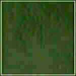 Spruce - Patent swatch image