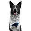 Carolina Panthers Pet Fan Chain