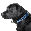 Dallas Cowboys Pet Collar
