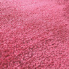 Plush Carpet