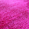 Plush Carpet