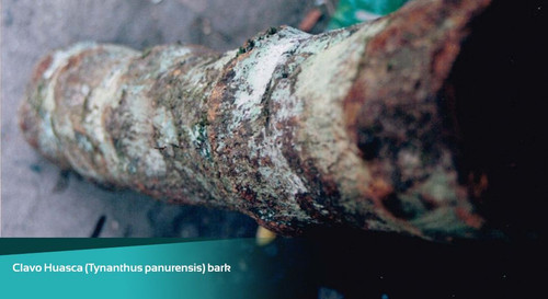 Clavo Huasca 2 oz. Liquid Extract
