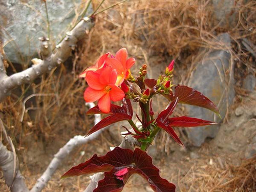 Huanarpo Macho 100 Vegetarian Capsules/500 mg