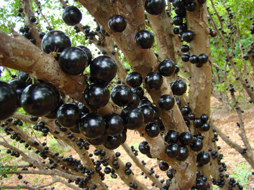 Jabuticaba 2 oz. Liquid Extract