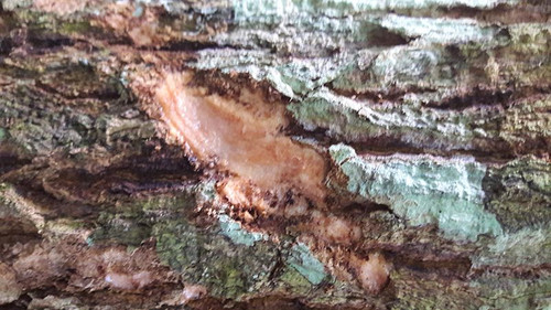 Otoba bark 2 oz. Liquid Extract