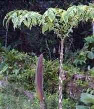 Jergon Sacha - 100 Vegetarian Capsules/500 mg