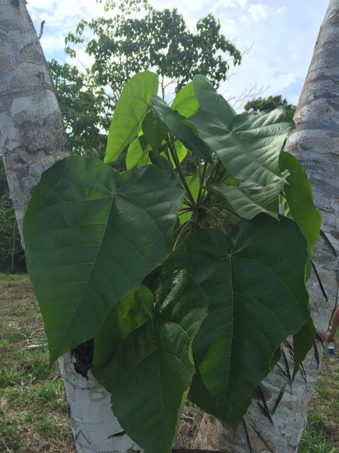 Sangre de Drago 2 oz. Pure Sap