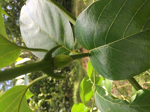 Uncarine Max 120 Vegetarian Capsules/500 mg