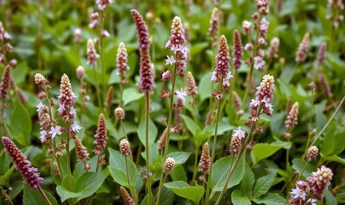 Horsetail Ultra Max™ Bulk Powder, Blended 5:1 Extract Powder and Full-Spectrum Powder