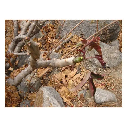 Huanarpo Bulk Powder