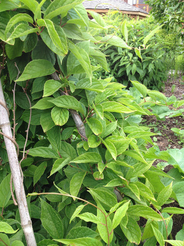 Schisandra chinensis/Schisandra Fruit 1:3 . Clinical-grade herb, please call to discuss and purchase.