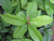 Guayusa Bulk Powder