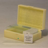 11 Prepared Microscope Slides Specimen Set, Plant Animal Human Anatomy Cells