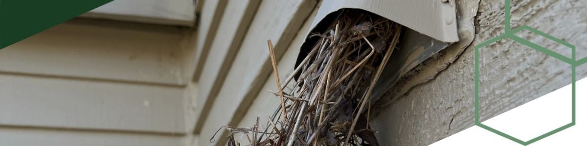 dryer vent being cleaned out, lots of sticks blocking it