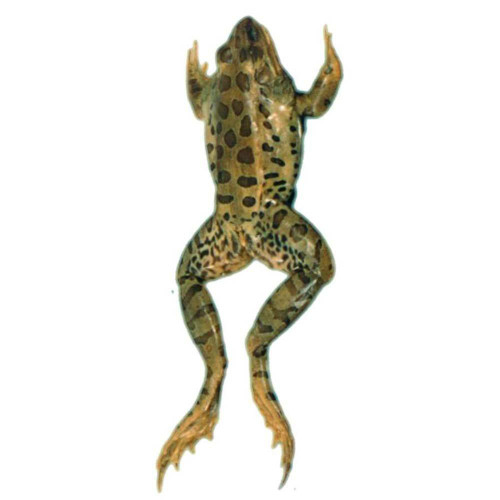 Frog Specimen, Grass, 4.5"-5.5", Double Injected
