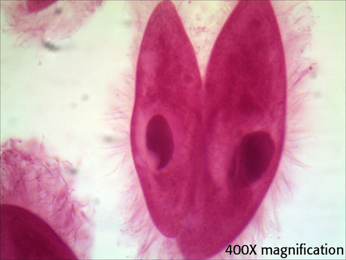 Paramecium slide, conjugation, w.m.