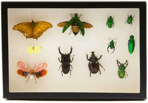 Insect Exhibit Case 8" x 12"