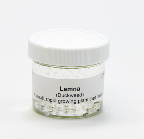 Duckweed, Live, 2 oz