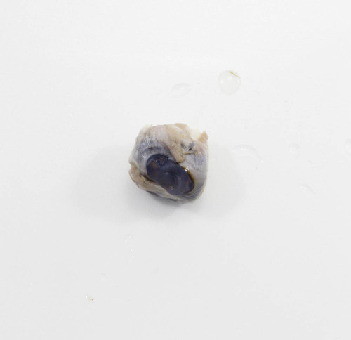 Sheep Eye Specimen
