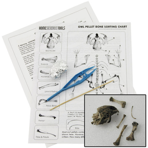 owl pellet dissection kit