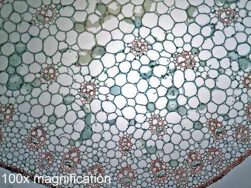 Zea Mays (Corn) slide, stem, c.s.