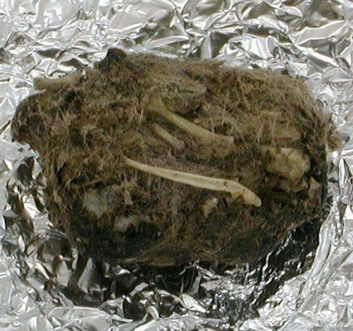 Owl Pellet, large