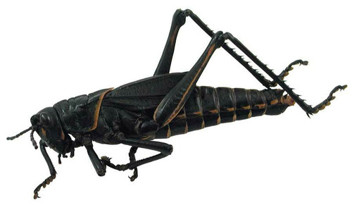 Grasshopper Specimen, Lubber, Large