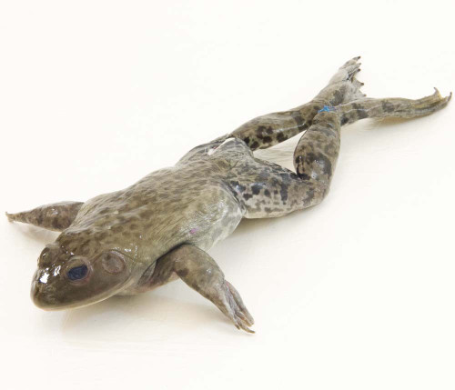 Bullfrog Specimen, 6"-7", Double Injected