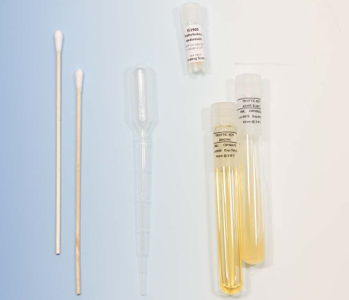 Staphylococcus epidermidis Bacteria - Freeze Dried Culture