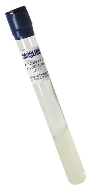 Escherichia Coli Bacteria - Live Culture