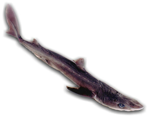 dogfish shark for dissection