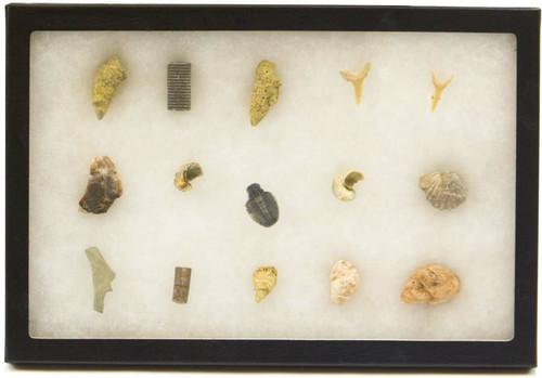 Riker Display Case 8 x 12"