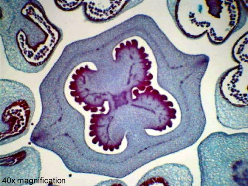 Flowers slide, monocot and dicot, c.s.
