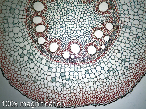 Zea Mays (Corn) slide, root, c.s.
