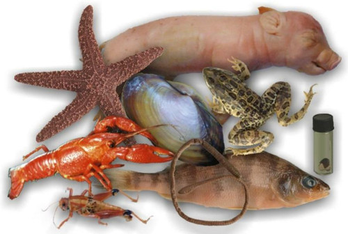 animal specimens