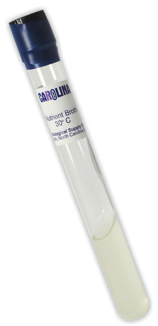 Staphylococcus Epidermidis Bacteria - Live Culture