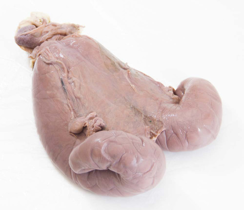 Sheep Uterus Specimen, Pregnant with Embryo