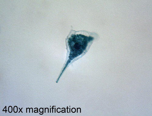 Dinoflagellate (Peridinium) slide, w.m.