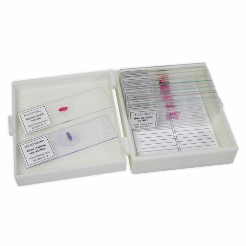 Anatomy Slide Set