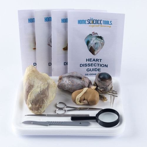 animal dissection